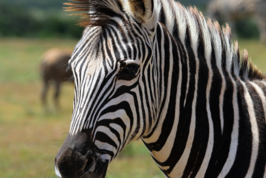 Ein Zebra mit langem Schweif im Serengeti Park Hodenhagen