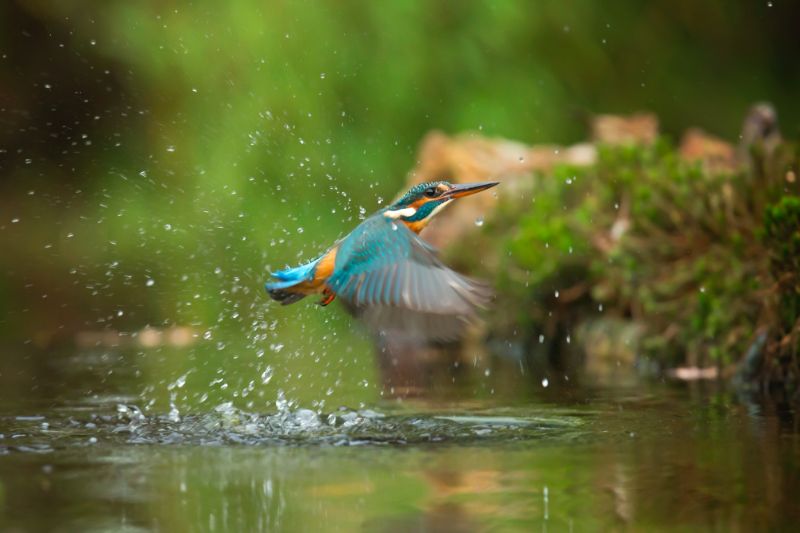 Ein bunter Vogel fliegt aus dem Wasser.